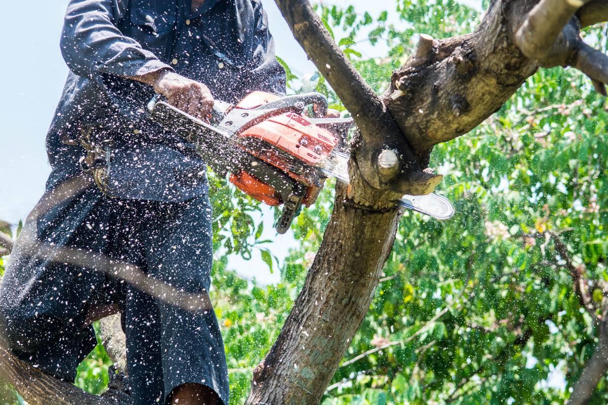 Promoting Tree Health
