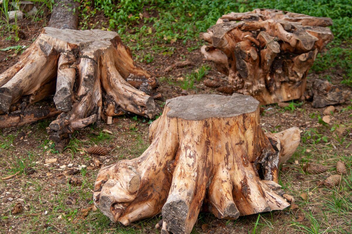 Stump Grinding