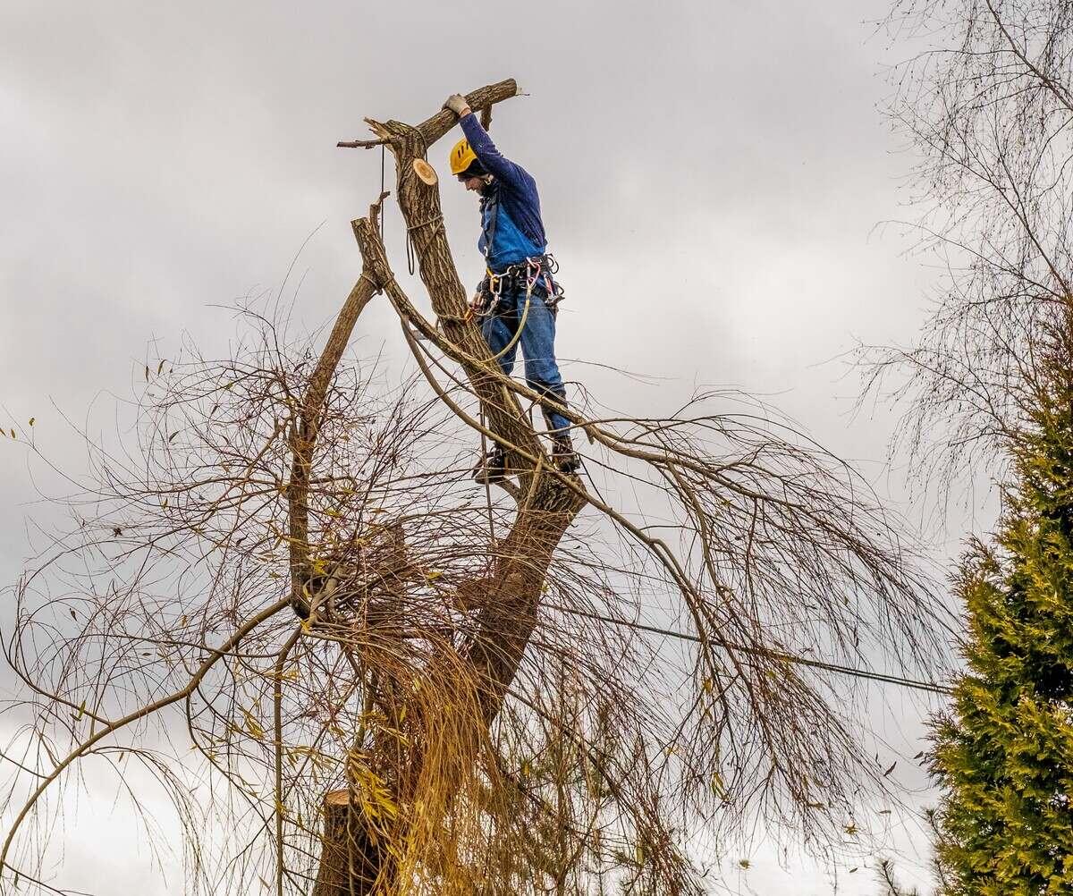 Tree Trimming Tree Pruning